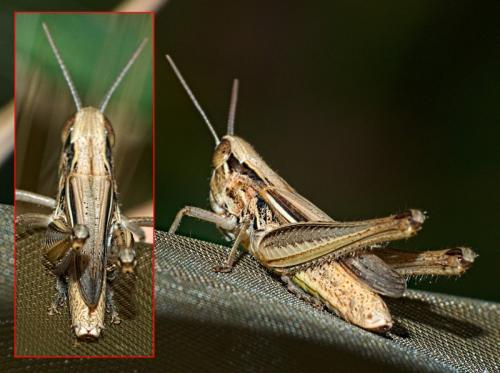 Euchorthippus sp.
